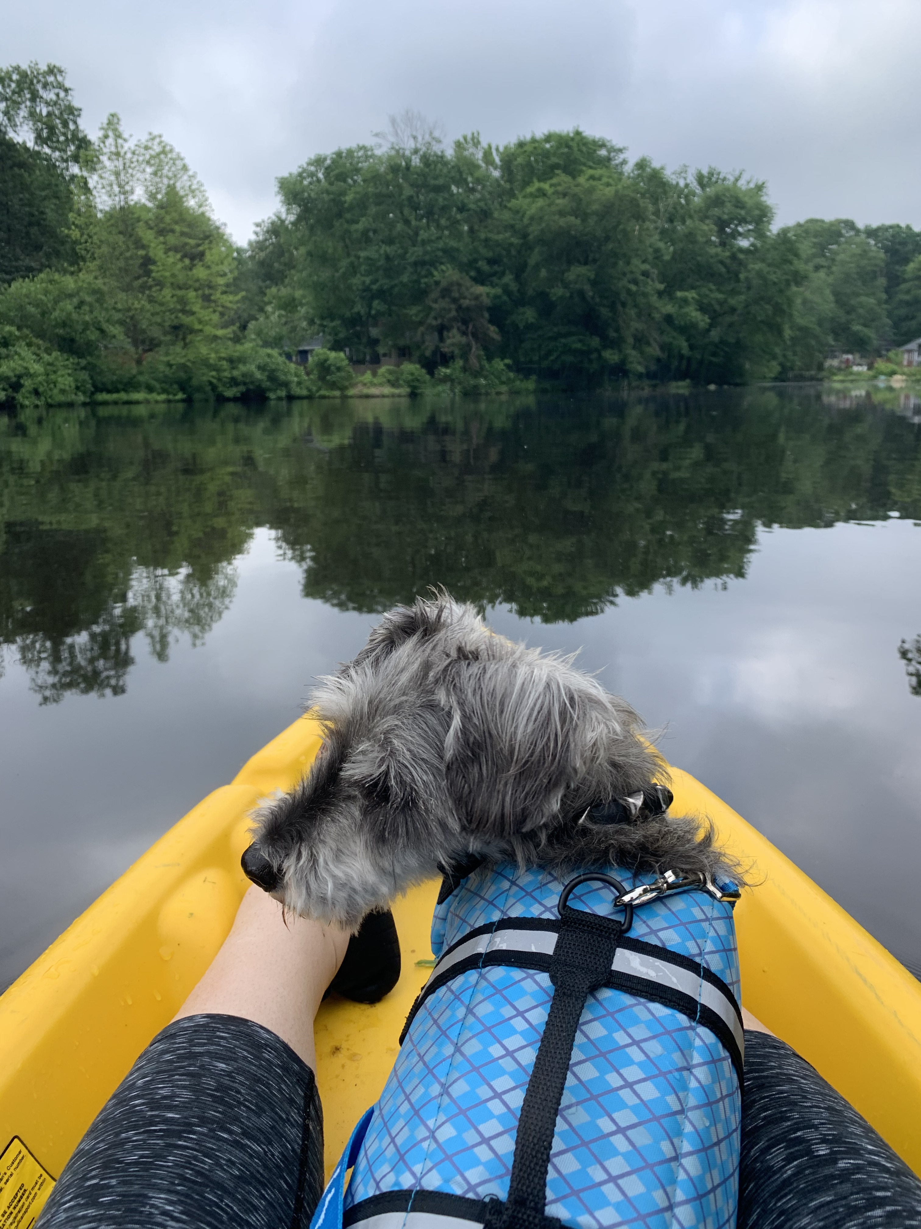Solo kayaking adventure with your dog on calm Maine waters with Riversbend Paddle Co. kayak rental